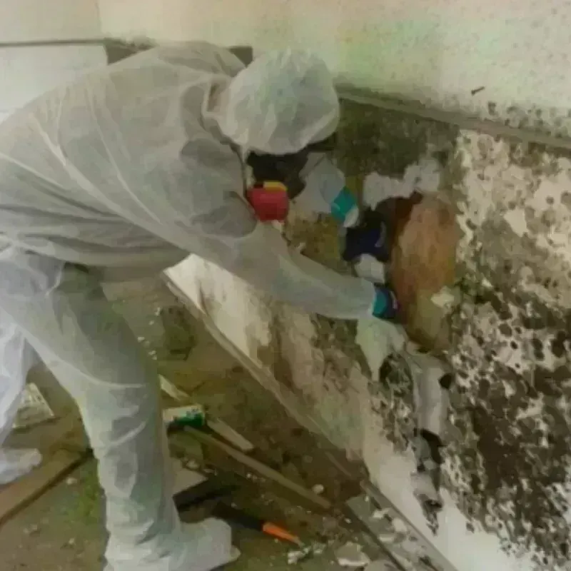 Mold Remediation and Removal in Evansville, IN